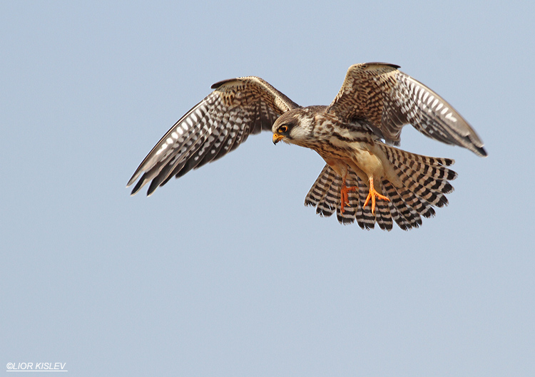 Red Footed Falcon Falco vespertinus,Meitzar ,Golan heights,Israel October 2013 Lior Kislev